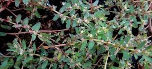  [提高]1种野草，人称“血筋草”，可“通乳、治血崩”，全身都是宝