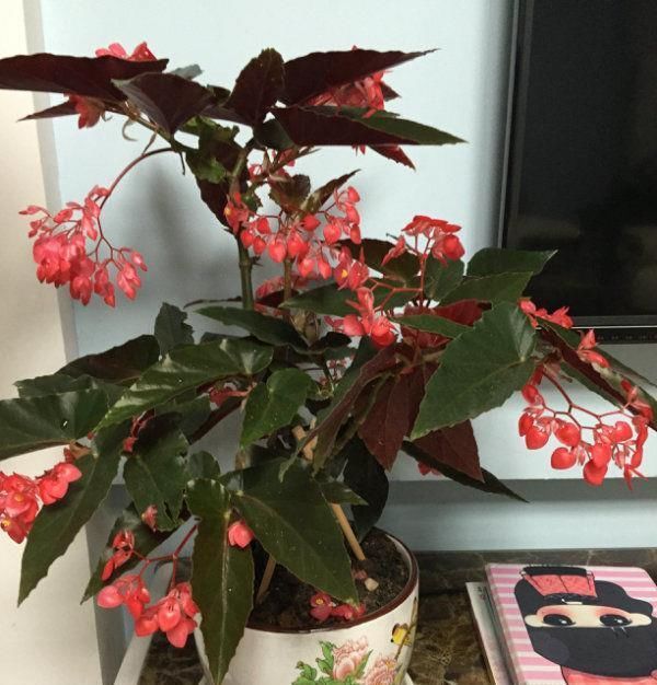 『观赏价值』超好养的木本植物,全年开花,观赏价值高,室内也能种,值得栽培