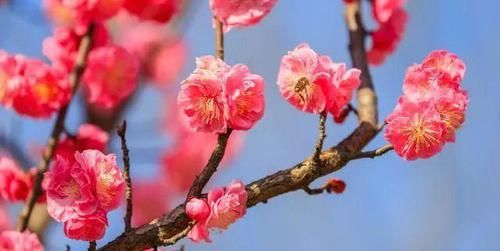  「美人梅」难得一求的“美人梅”，花开香，花量大，仙气十足，美的不得了