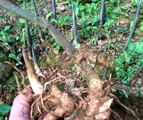  #洋火#乡下一种植物，人称“洋火姜”，村民都是夏天必备之物