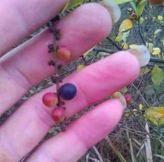  「药用价值」农村一种植物是麻雀筑巢地，药用价值更珍贵，市场3