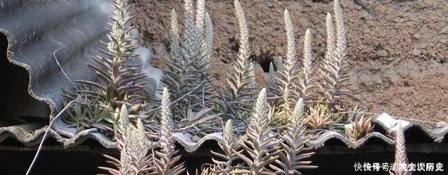 农村这一野生多肉植物，长在屋顶，有很多用处，现在几乎见不到了