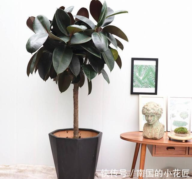 『橡胶树』养橡皮树时,注意以下几点,保准可以让其枝繁叶茂