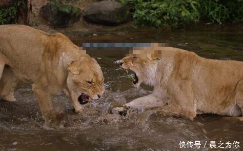 『打架』两只母狮一言不合就打架,上秒还在喝水,下秒就把同伴按进水里
