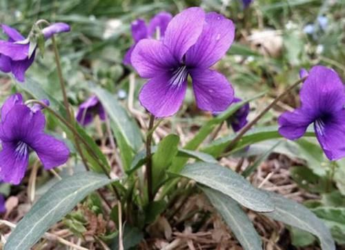  爱惜：它被称为“紫花地丁”，生长在山顶，拔1棵少1棵，珍贵，请爱惜！