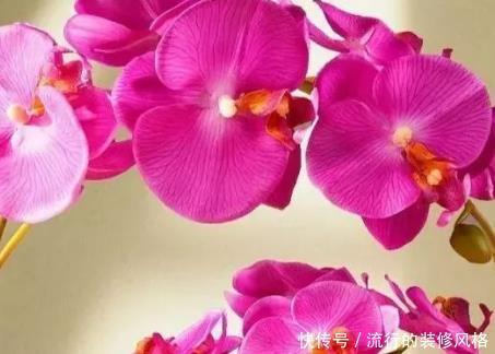  「技巧」家养蝴蝶兰总是养不好？学会这三个小技巧，轻松花开爆满盆