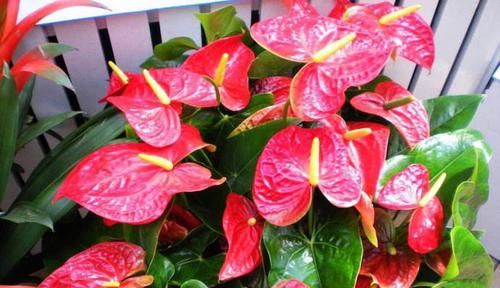  「寓意」8种“寓意花”，客厅卧室养一盆，天天象征好运气！