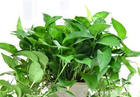  『大岩桐』喜欢在家中养护花卉，就选择花色艳丽，花期长的3种花卉，美极了