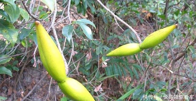  『有大』果实似羊角，外形独特，人称“断肠草”，遇到别去摘，全株有大毒！