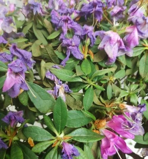  花草：离家时间久，花草都蔫了，一刀下去“剪光光”，30天新芽长满枝