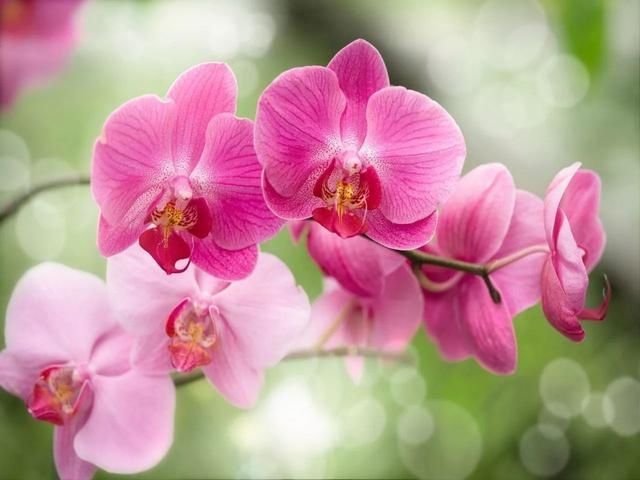 喜欢■10种鲜花的英文名含义,你最喜欢哪种?