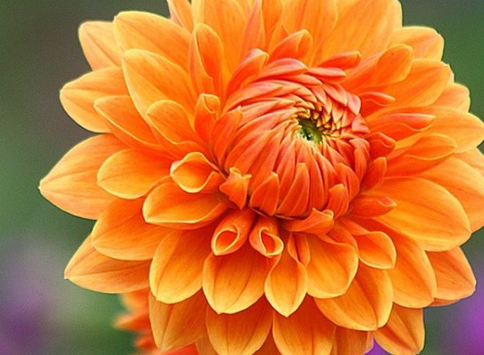 『心旷神怡』适合养在家里的几朵花,养护简单花期长,让人心旷神怡