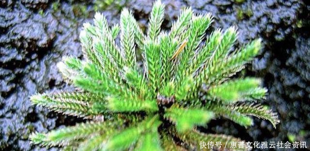 「种植物」石缝里看到“它”,别去踩,挖2棵种花盆上,1年成“盆景”,美!