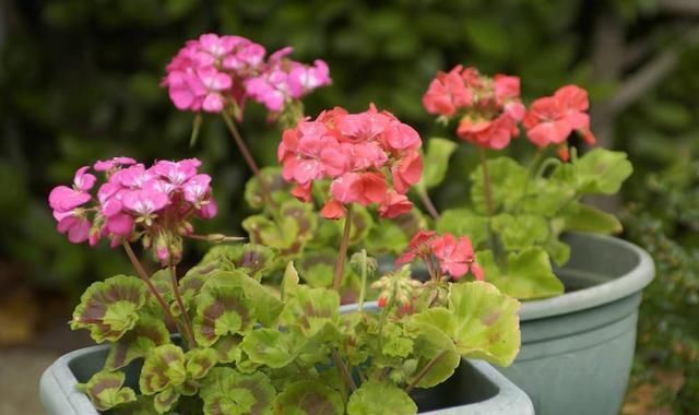  『植物』这几种植物,秋季最好不要施肥,否则就只剩个盆