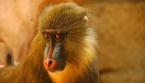  「强大」相貌诡异、犬齿奇长，灵长动物中战斗力强大的山魈却几乎只吃素食