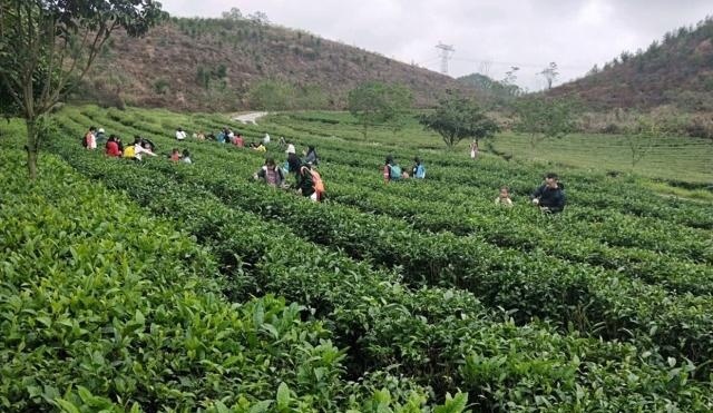 中国两座同名的山，一个是朱元璋的根据地，一个是有名的茶叶基地