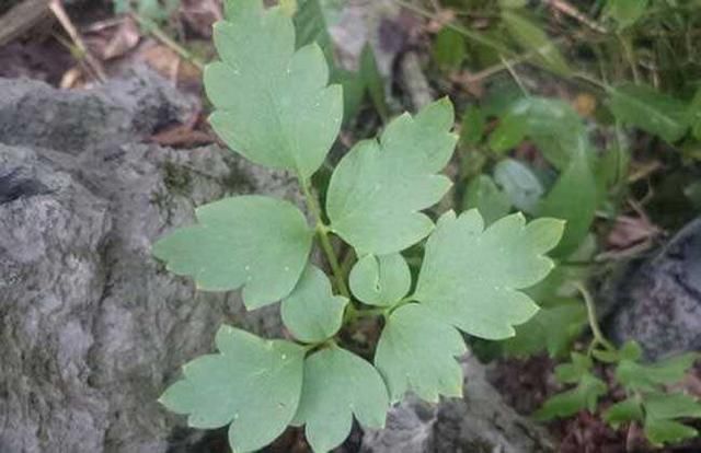  【路边】路边看见野草岩黄连，专爱长在石缝里，自家也能养！