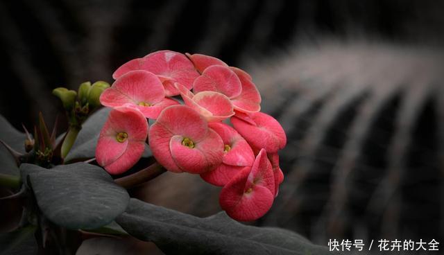  #耐热#适合夏天养的3种花，耐热耐旱非常好养，家里养一盆，四季都赏花