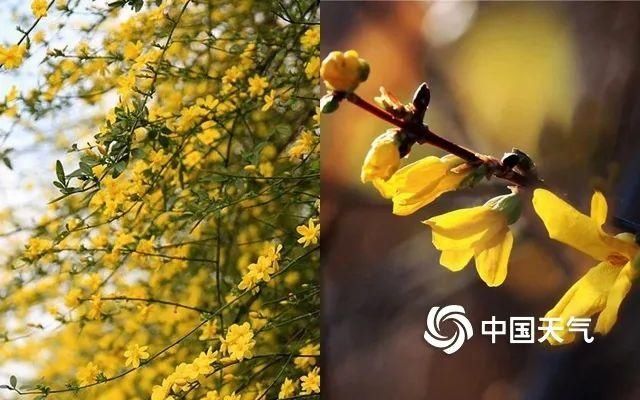  『樱花』天气回暖花开正好，赏花达人速成秘诀看过来