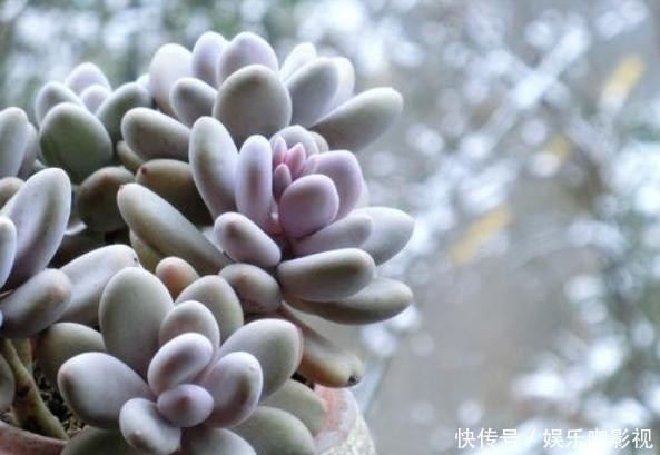 『思慕』桃之卵粉嘟嘟,让人怜爱又思慕