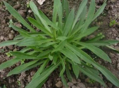 农村这种野生植物，能当成蔬菜吃，还可润肺止咳，城里人没见过！