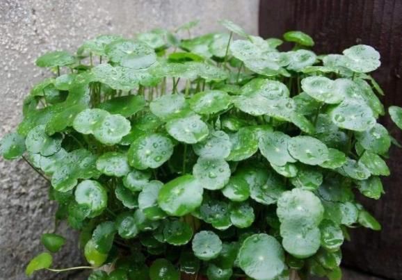  [财源]这些“宝地”摆盆铜钱草，不仅花长得旺，财源也旺，主人腰缠万贯