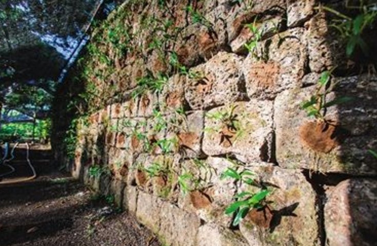 镜头下:海南有个神奇的“石斛村”,火山石头上长满了“钱”!