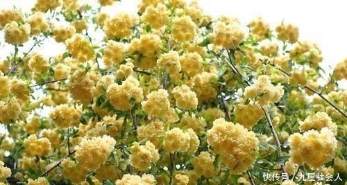 『俏丽』人间四月最美天,又是一年春来到,春意艳然,花开俏丽