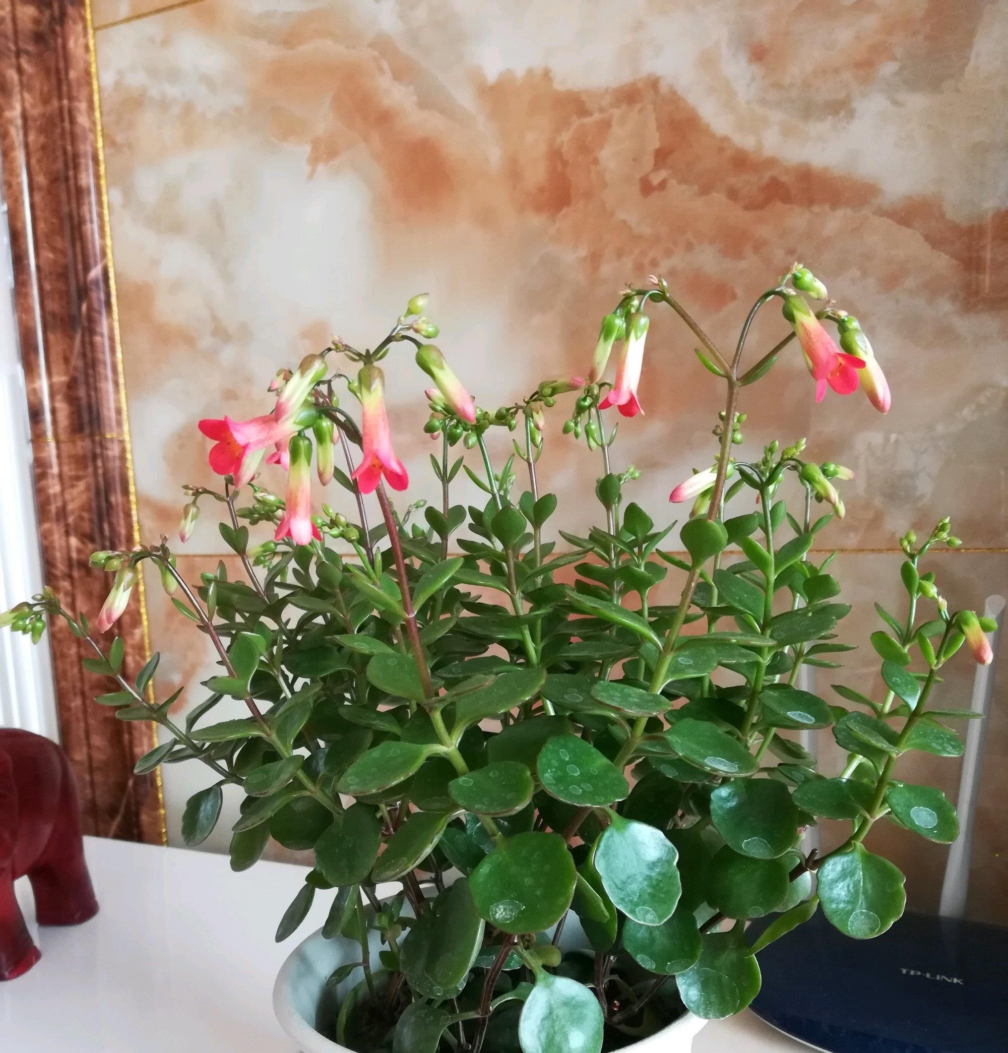  [值得]告别绿萝吊兰，这种盆栽同样好养，花叶俱美，花期长，更值得拥有