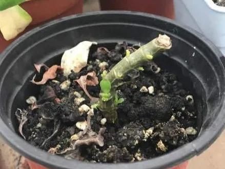  [明亮的位置]嫌花长得丑，趁现在砍头，2个月脱胎换骨！