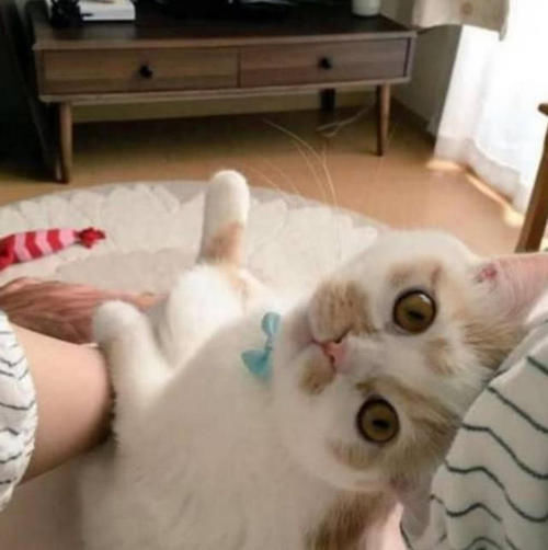  「亲姐妹」女子宠溺花猫，整日缠绵犹如亲姐妹，场面竟如此温馨动人