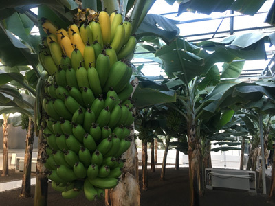 建三江农业科技园区：智慧农业结硕果