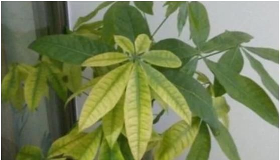  「营养」硫酸亚铁唤醒植物营养活力！硫酸亚铁养花怎么用？
