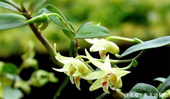 #植物#长在石缝里的石斛,不是普通的野草,喜欢就家养,浇水就能活