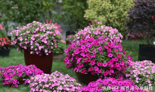 「漂亮」3种花,顶部修剪很重要,越剪长得越猛,不然开花少长得丑!