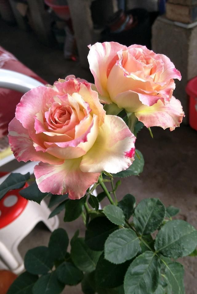 #美超仙#这几种花,花朵漂亮美超仙,四季绽放花量大,美爆了你家园