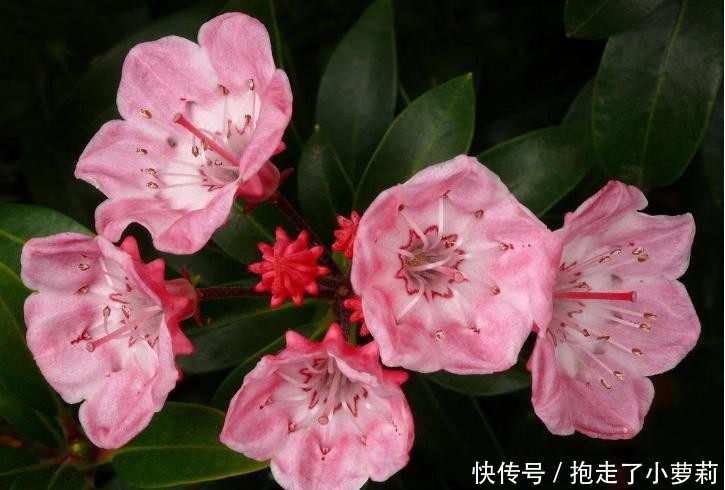  『别致』山月桂开花别致。天生丽质期望语