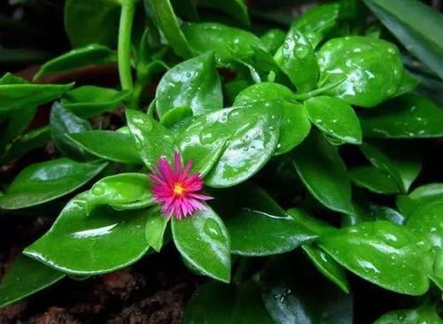  『繁殖力』这些花，繁殖力强大，扔进土里就发芽，爆盆式的开花
