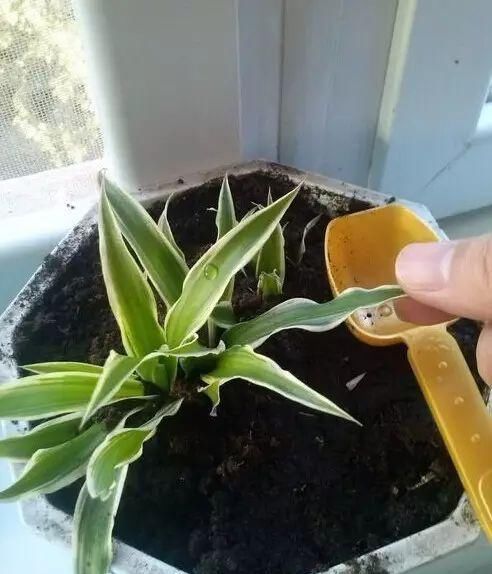 侧枝@这是世上最好养的花,随便捡个侧枝,就能长爆盆!