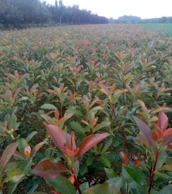  「单杆树形」这种花不开花，全靠彤红的叶子惹人爱！