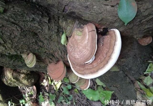  「灵芝」树上这种野生物，目前极为珍贵，家乡若有，请别砍去当