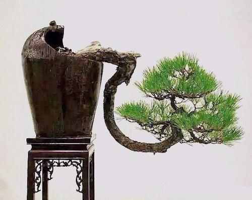  『路边』垃圾场和路边捡回来的破罐子，堆在花园里，没想到会这么美！