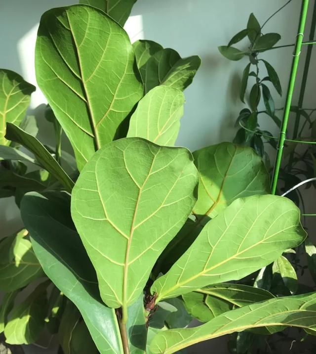 「家里」家里养盆镇宅花,除煞气,保家宅,越养越旺家