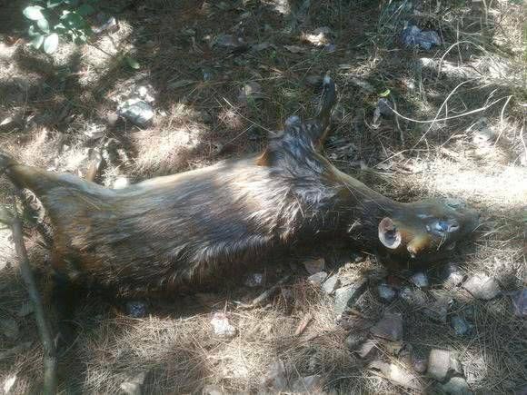 『钓友』钓友深潭中发现野物落水,网友:里面“阴气”太重没有鱼