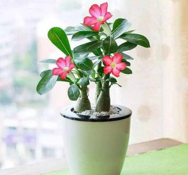  反而■5种花要“穷养”，小花盆，少浇水，反而越长越好