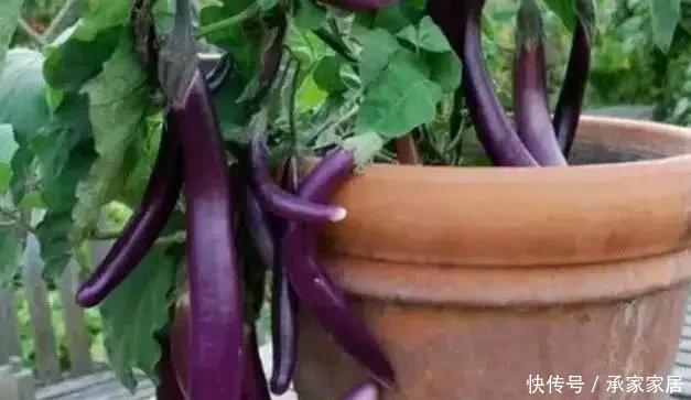 花盆里|8种在小花盆里的也能长得很好的蔬菜,高收成有窍门