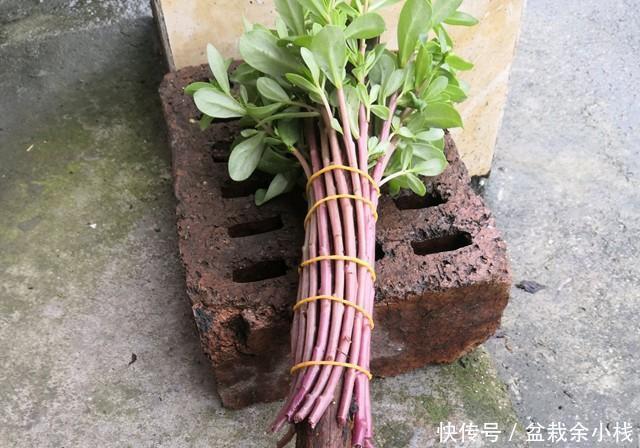 棒棒糖|太阳花别在追求爆盆了,养成棒棒糖和塔型,个性强又壮观