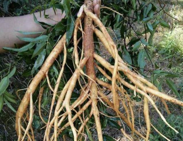 『值钱』在深山,有1种“牛大力”,根茎有40厘米长,值钱又珍贵,请爱惜...