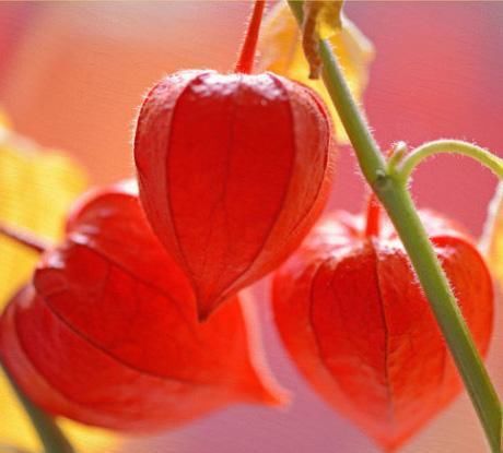  「营养」阳台养一盆“红姑娘”，好看又好吃，还是高级营养水果！