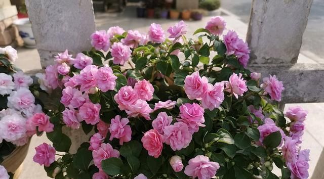 「玫瑰」此款世界名花,漂亮似玫瑰,开花勤快,好养易管理,是盆栽佳物